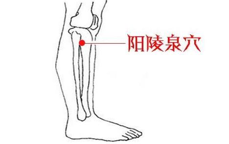 陽陵泉穴